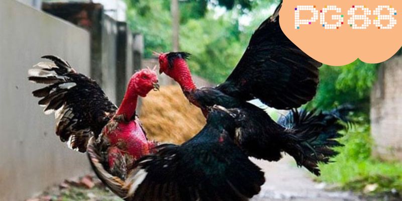 Đá Gà PG88 – Những Trận Chọi Kê Siêu Kịch Tính 3 Đánh giá tổng thể ưu điểm của chuyên mục đá gà PG88