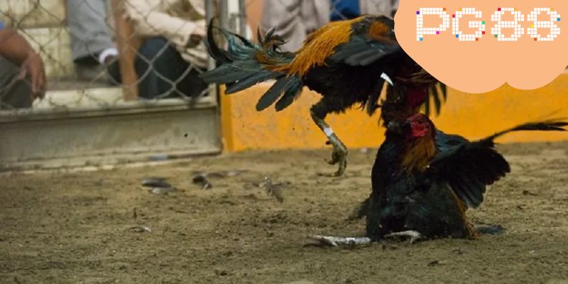 Đá Gà PG88 – Những Trận Chọi Kê Siêu Kịch Tính 2 Sơ lược một số thông tin về chuyên mục đá gà PG88